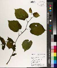 Tilia americana var. caroliniana image