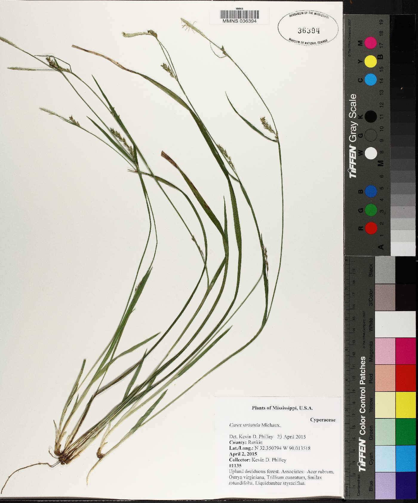 Carex ignota image