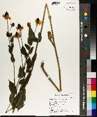 Rudbeckia amplexicaulis image