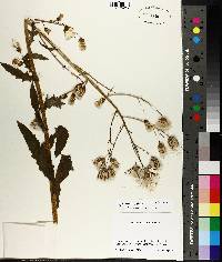 Lactuca floridana image