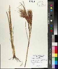 Andropogon glomeratus image