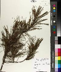 Pinus echinata image