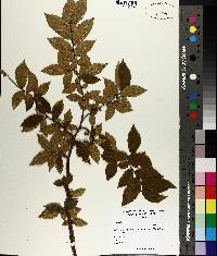 Ulmus alata image