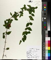 Sageretia minutiflora image