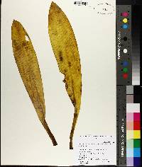 Hymenocallis occidentalis var. occidentalis image