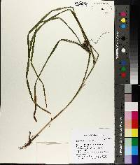 Carex aureolensis image