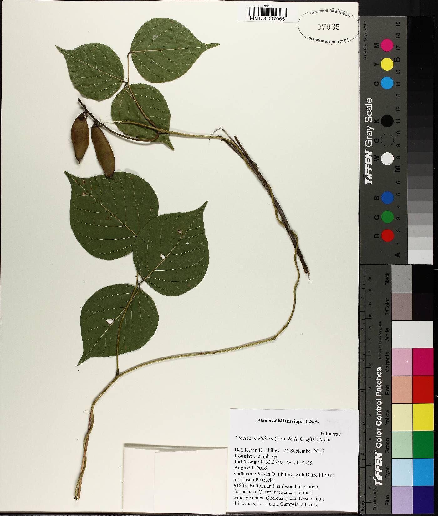 Lackeya multiflora image