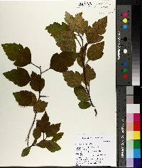 Crataegus viridis image