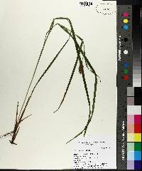 Carex typhina image