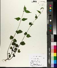 Urtica chamaedryoides image