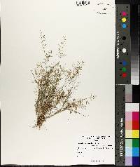 Eragrostis hypnoides image