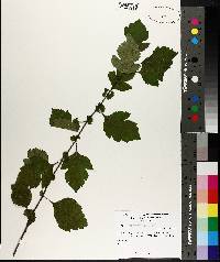 Crataegus iracunda image