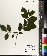 Ilex ambigua image