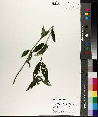 Stachys subcordata image