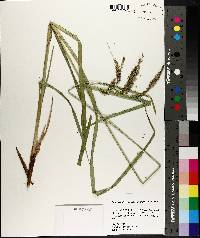 Carex crinita var. brevicrinis image