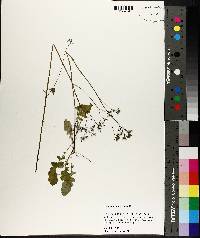 Youngia japonica image