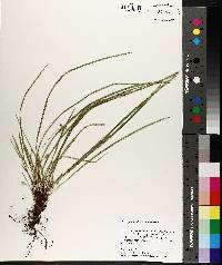 Carex pedunculata image