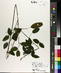 Desmodium perplexum image