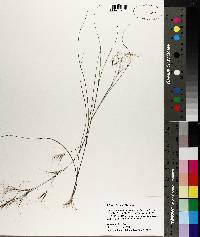 Aristida oligantha image