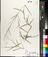 Panicum repens image