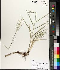 Panicum repens image