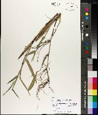 Urochloa platyphylla image