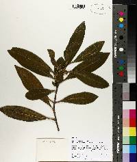 Osmanthus americanus image