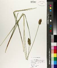 Carex oklahomensis image