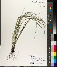 Carex basiantha image