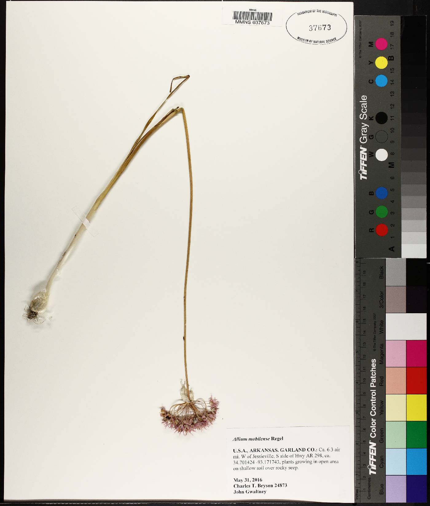 Allium canadense var. mobilense image
