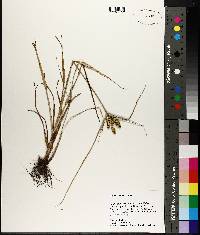 Cyperus ovatus image