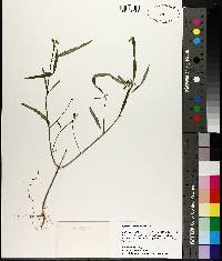 Euphorbia cyathophora image