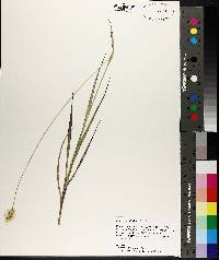 Setaria pumila image