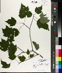 Acer rubrum var. rubrum image