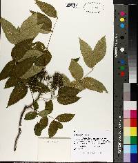 Zanthoxylum clava-herculis image