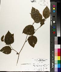 Smilax walteri image