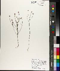 Polygala curtissii image