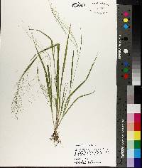 Panicum flexile image