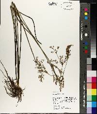 Juncus nodatus image