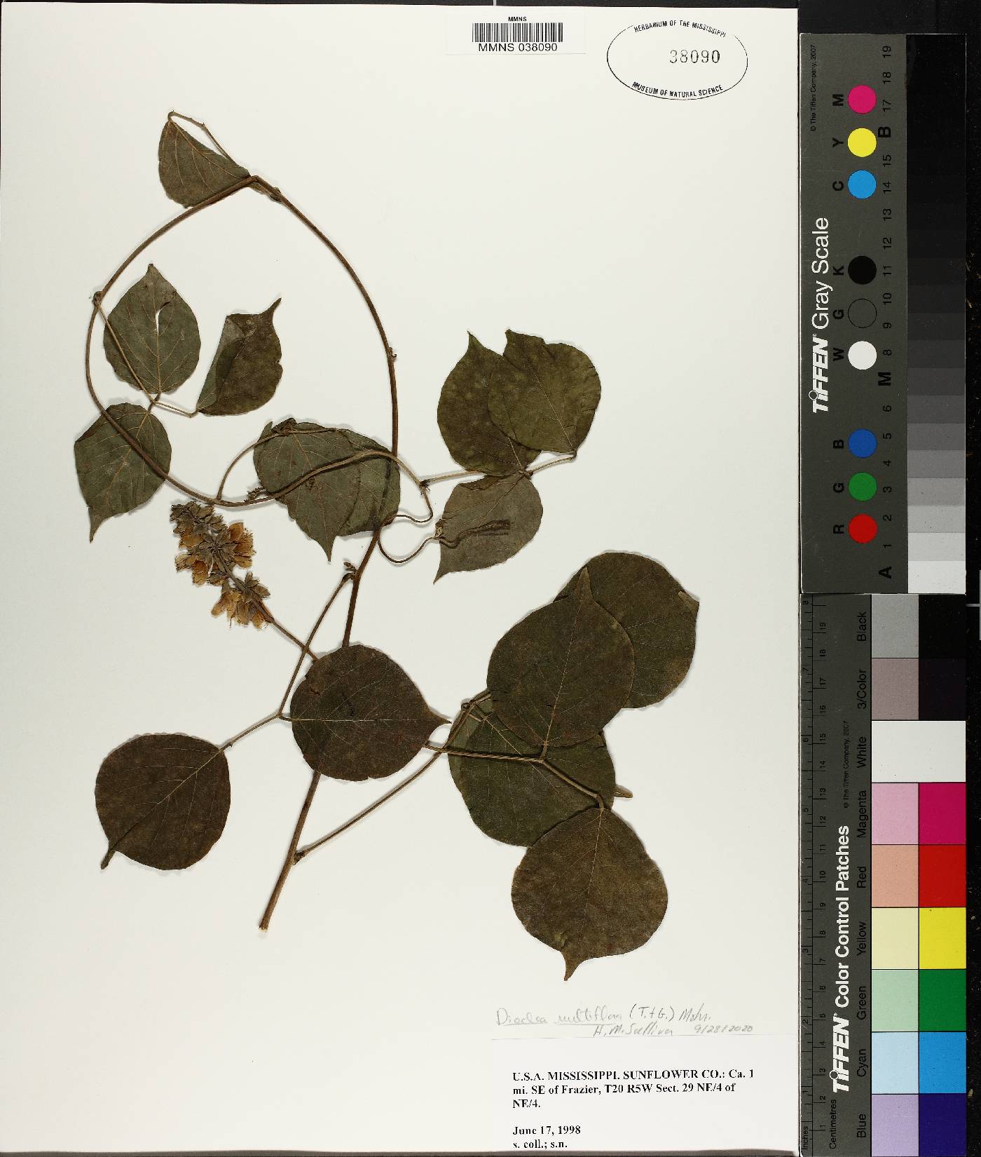 Lackeya multiflora image