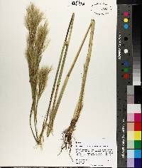 Andropogon glomeratus image