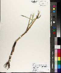 Echinochloa crus-pavonis var. crus-pavonis image