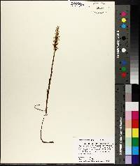 Spiranthes cernua image