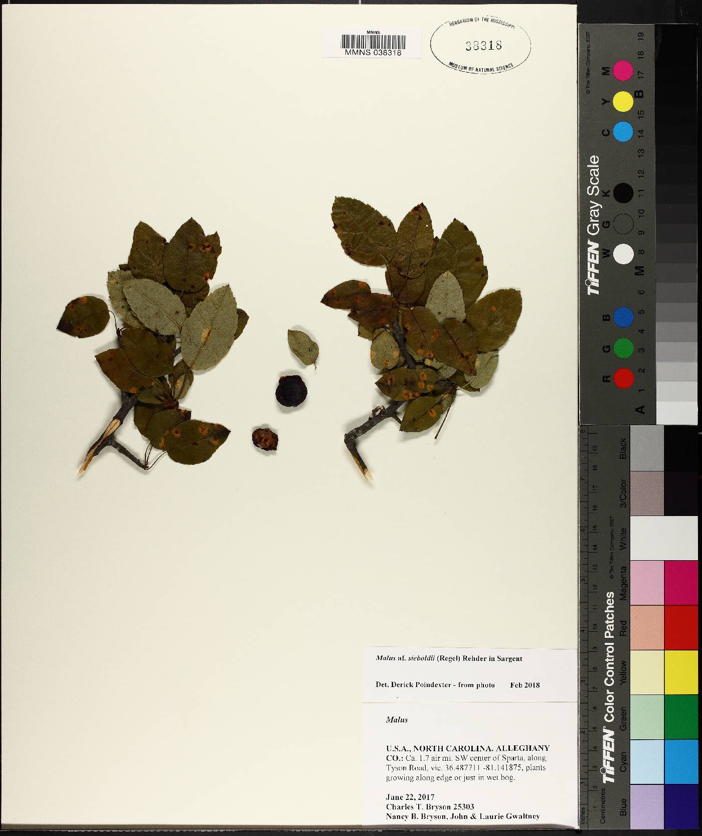 Malus sieboldii image