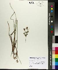 Fimbristylis dichotoma image