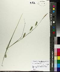 Carex cherokeensis image