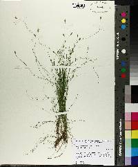 Carex leptalea var. harperi image