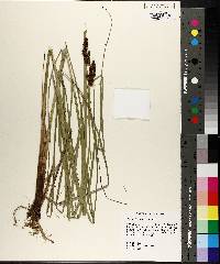 Carex decomposita image