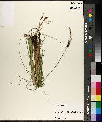 Carex decomposita image