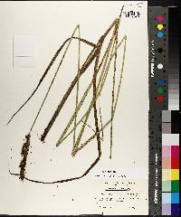 Carex decomposita image